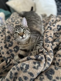 Bonnie - Photo 1
