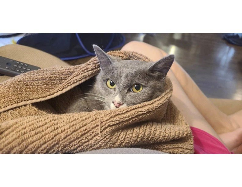 RACHEL (AKA MONICO) - Domestic Short Hair available for adoption