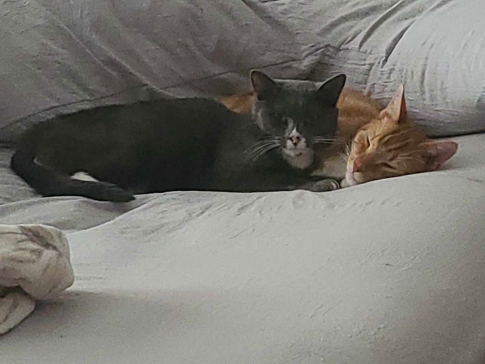 RACHEL (AKA MONICO) - Domestic Short Hair available for adoption