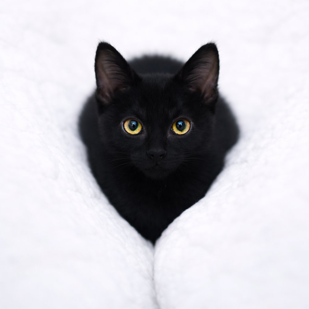 VESPER - Domestic Short Hair available for adoption