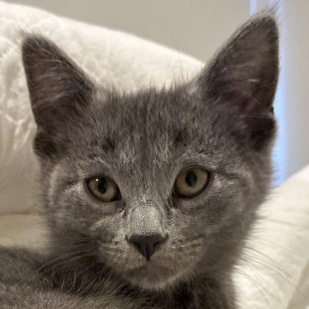 ROSE - Russian Blue / Domestic Short Hair available for adoption