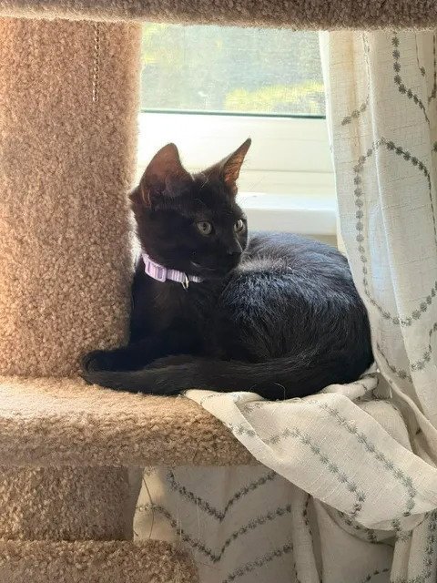 ECHO - Domestic Short Hair available for adoption