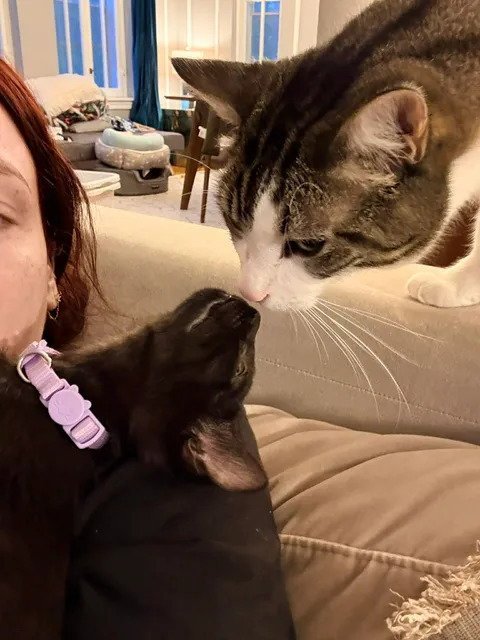 ECHO - Domestic Short Hair available for adoption