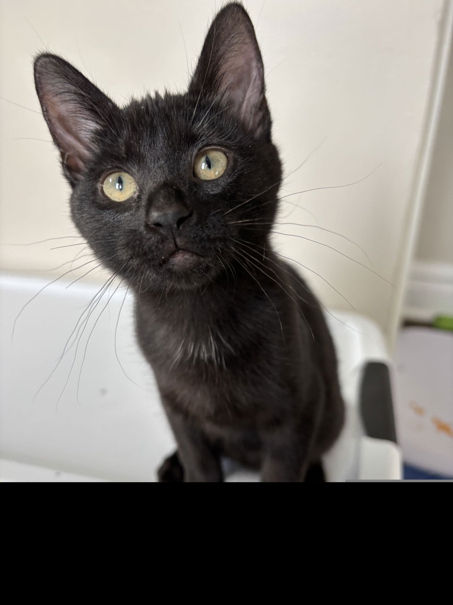 TRUFFLE - Domestic Short Hair available for adoption