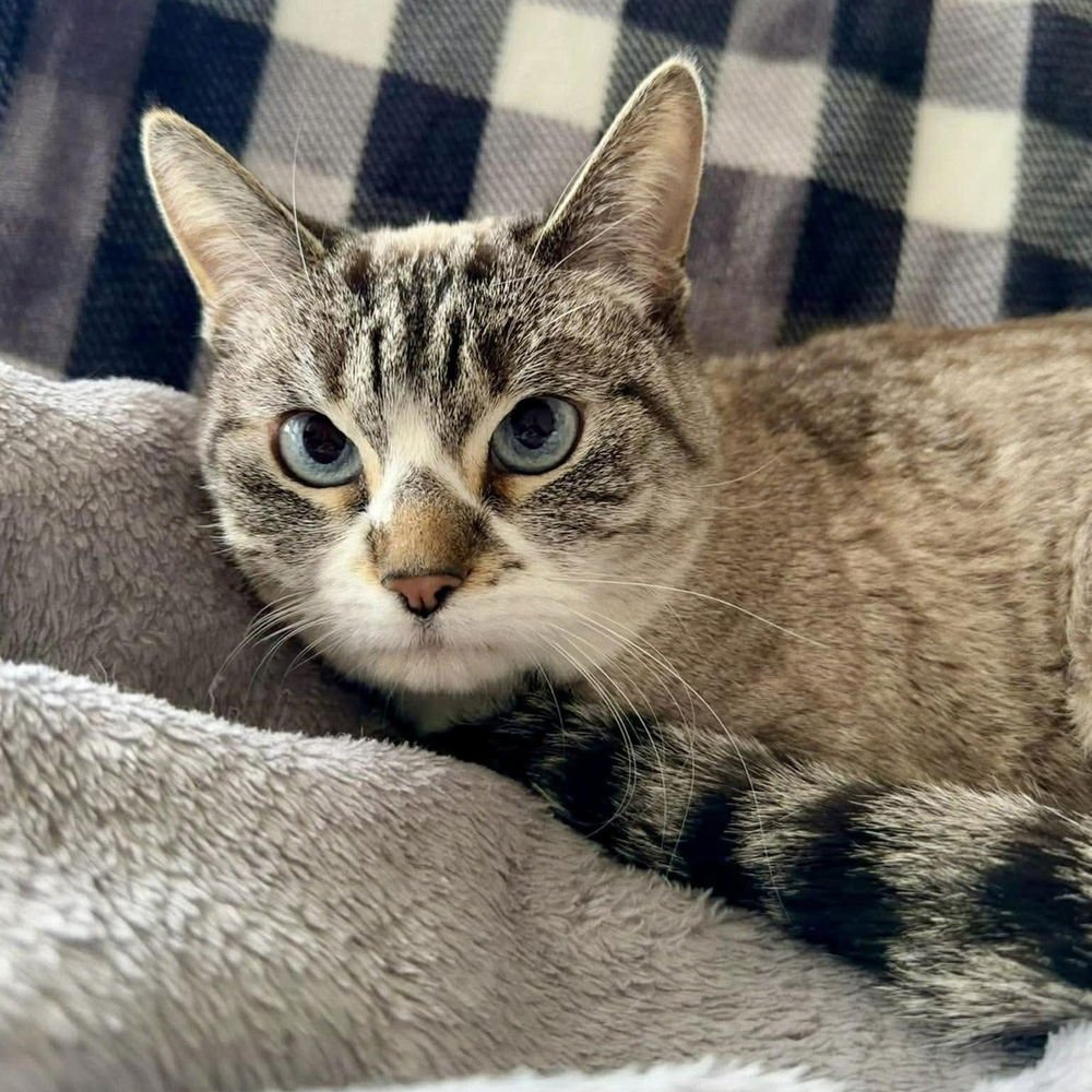 PANAMA - Siamese / Domestic Short Hair available for adoption