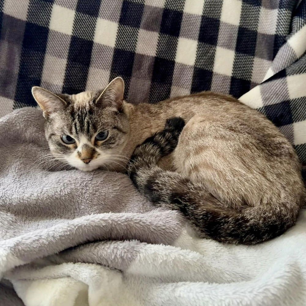 PANAMA - Siamese / Domestic Short Hair available for adoption
