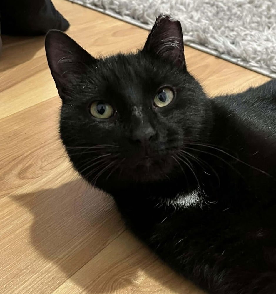 BORIS BUCK - Domestic Short Hair available for adoption