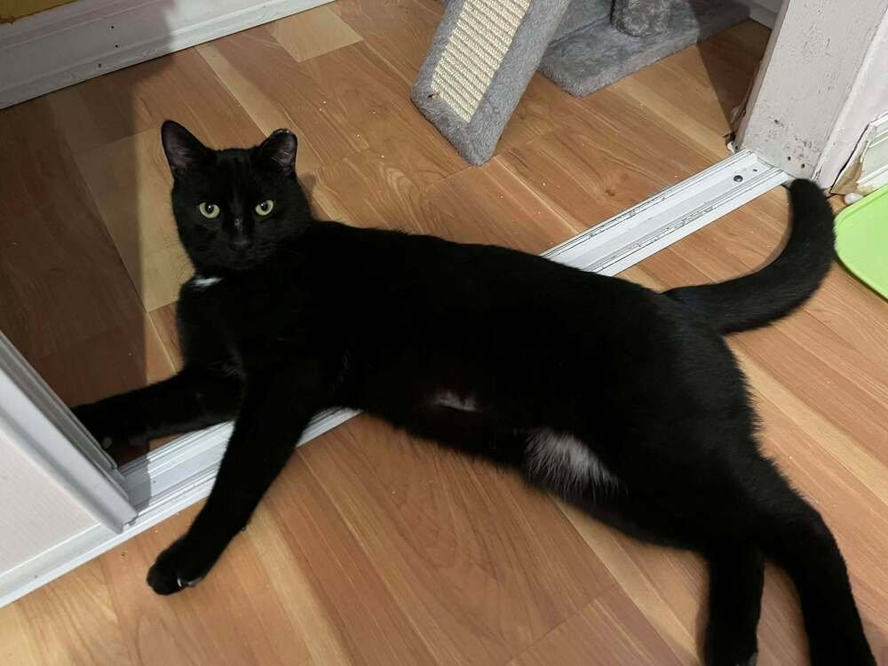 BORIS BUCK - Domestic Short Hair available for adoption