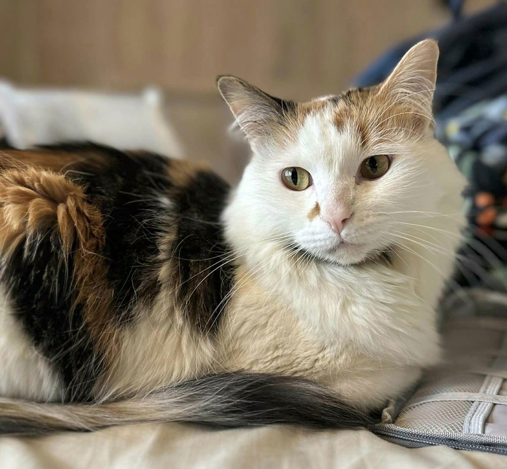 GENEVIEVE - Domestic Long Hair available for adoption