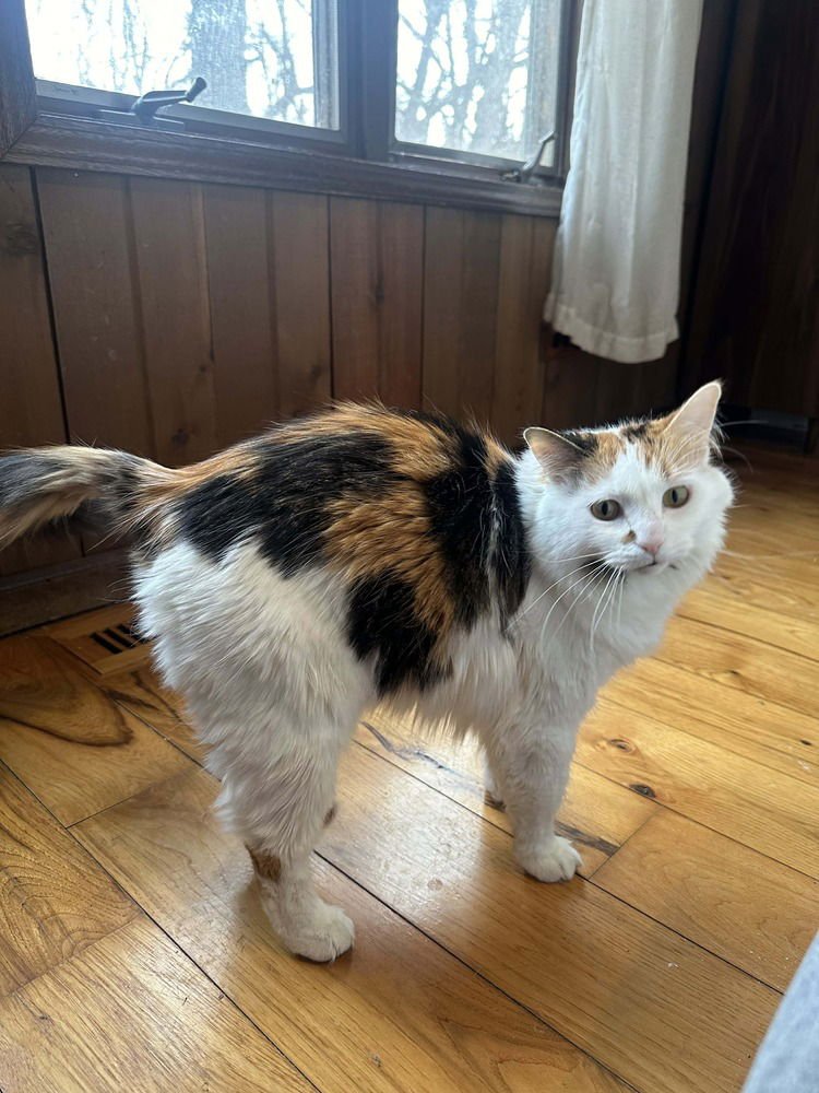GENEVIEVE - Domestic Long Hair available for adoption