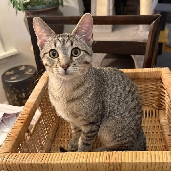 MATCHA - Domestic Short Hair / Domestic Short Hair available for adoption