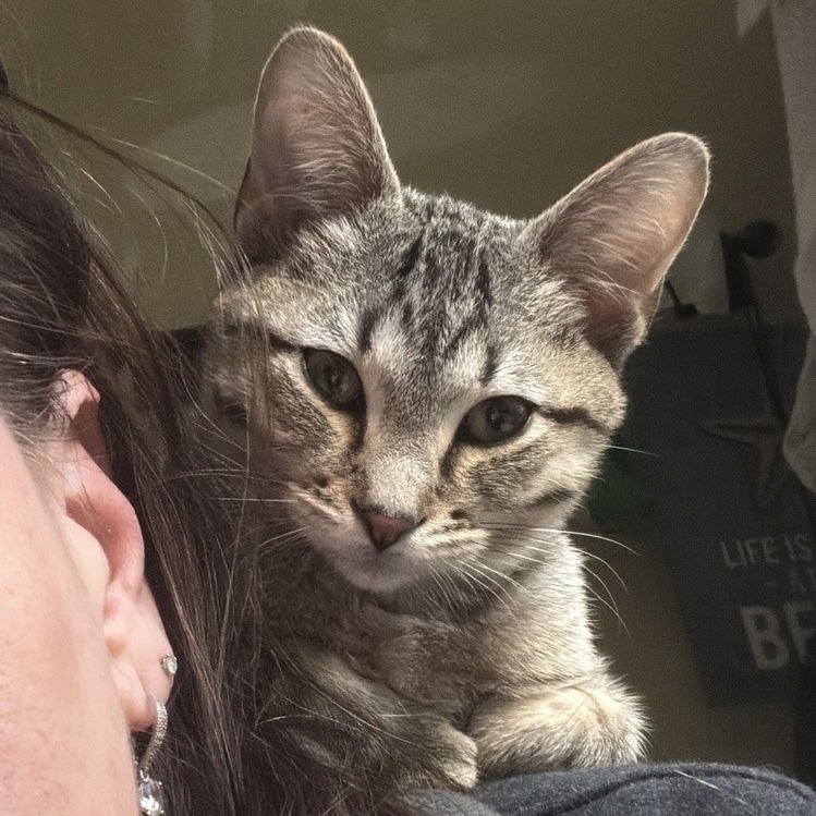 MATCHA - Domestic Short Hair / Domestic Short Hair available for adoption