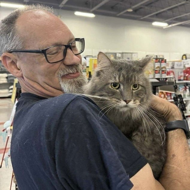 MACKEREL - Domestic Long Hair / Maine Coon available for adoption