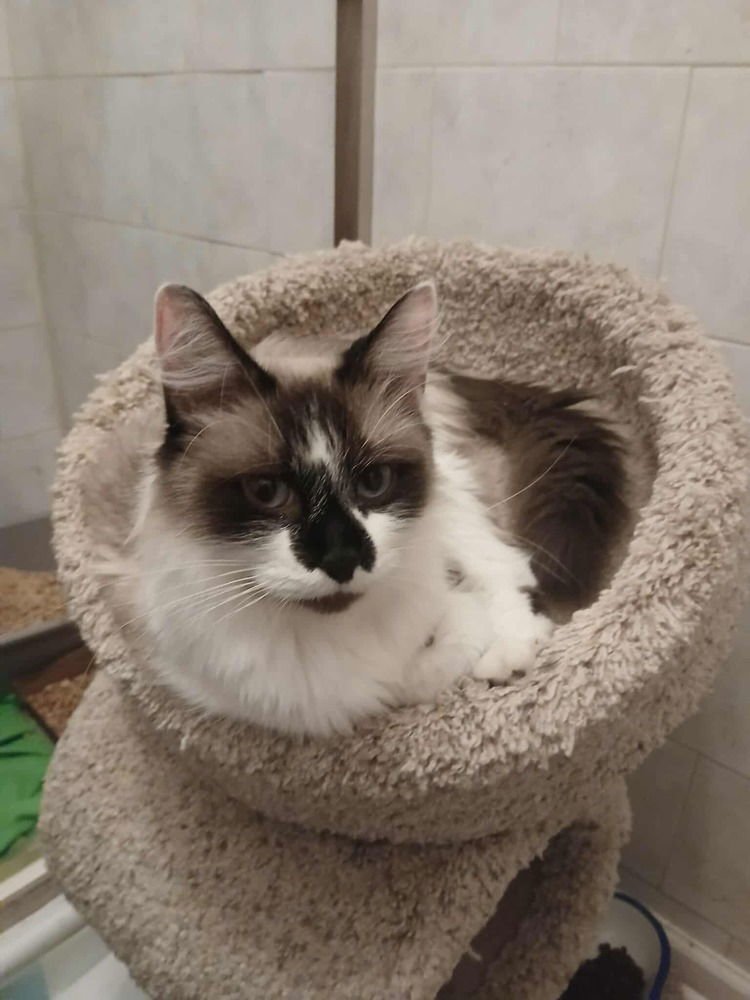 AIMEE - Snowshoe available for adoption