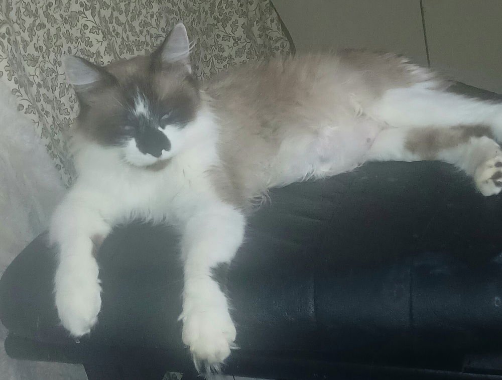 AIMEE - Snowshoe available for adoption