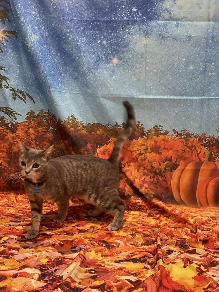 SILVER - Domestic Short Hair available for adoption