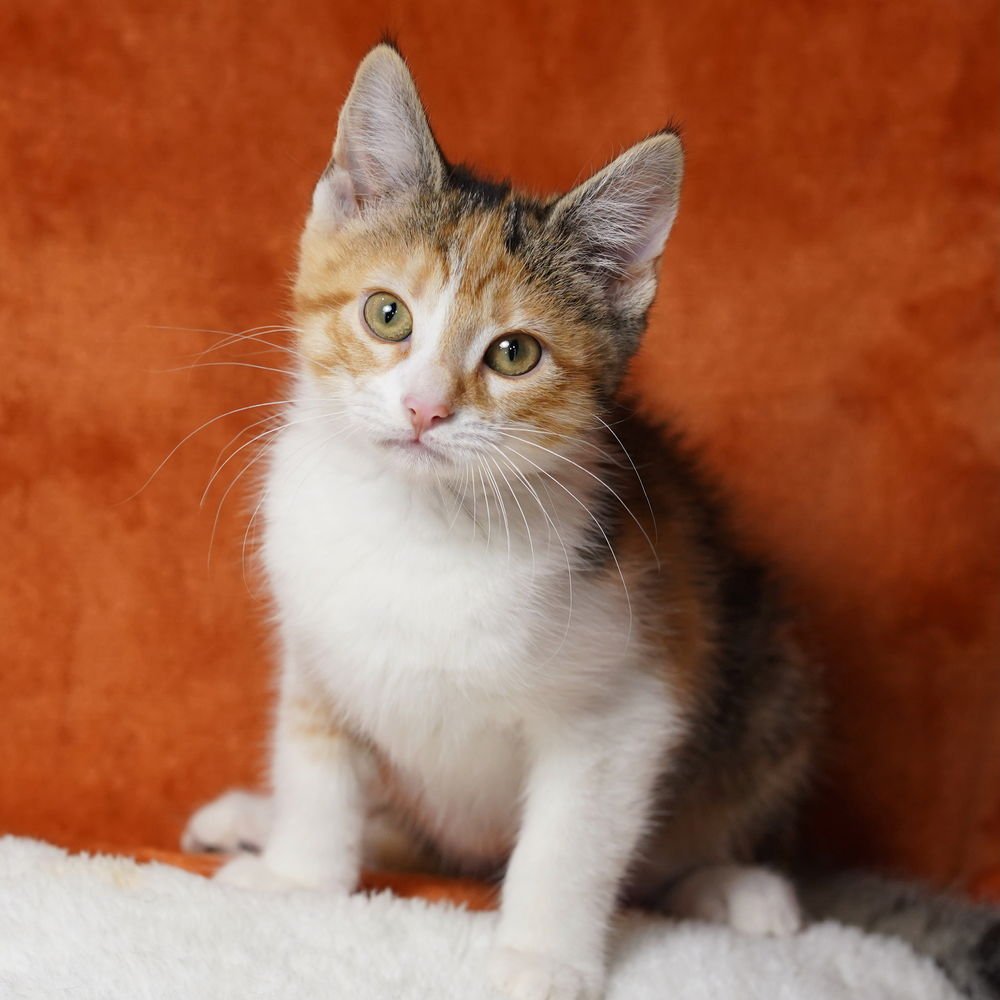 ARETHA - Domestic Short Hair available for adoption