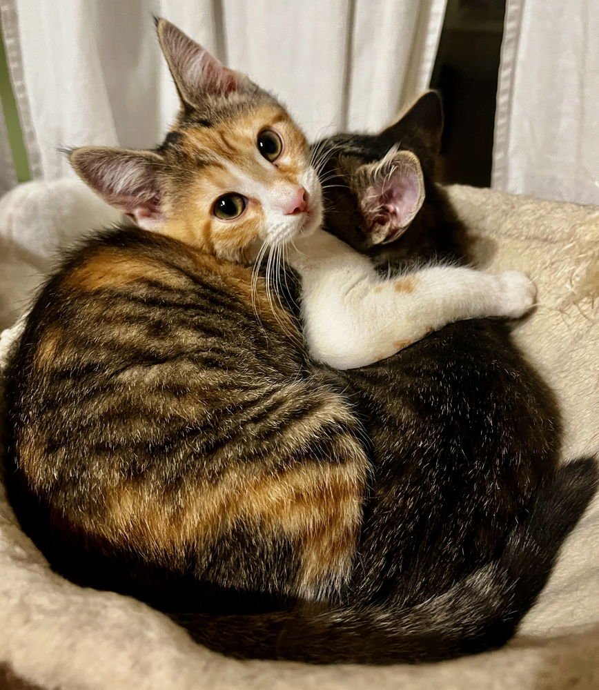 ARETHA - Domestic Short Hair available for adoption