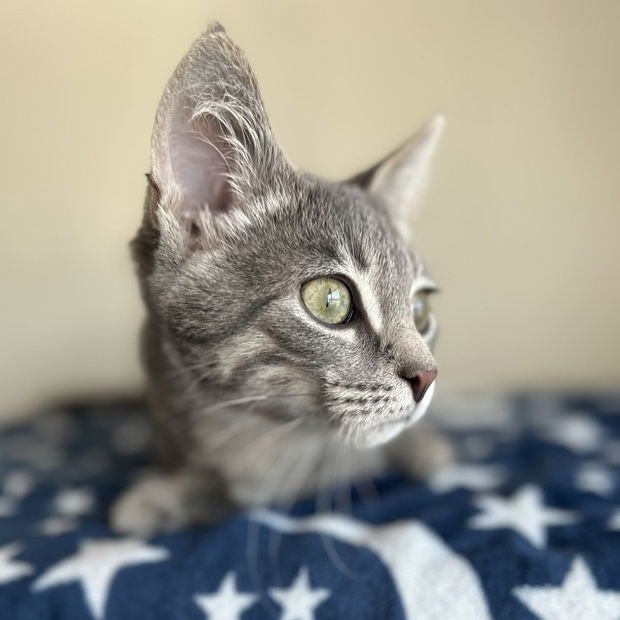 MARSHALL - Domestic Short Hair available for adoption