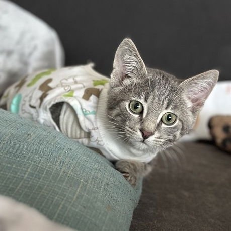 MARSHALL - Domestic Short Hair available for adoption