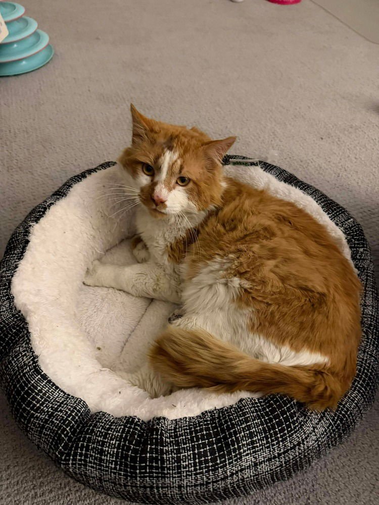 DREAM - Domestic Long Hair available for adoption