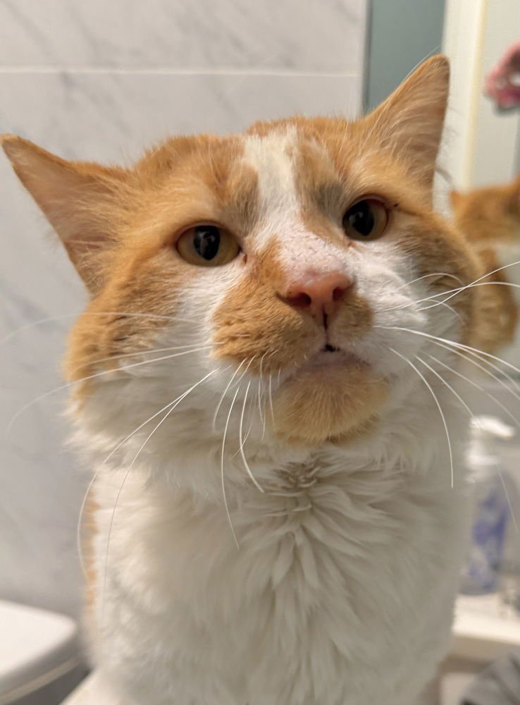 DREAM - Domestic Long Hair available for adoption