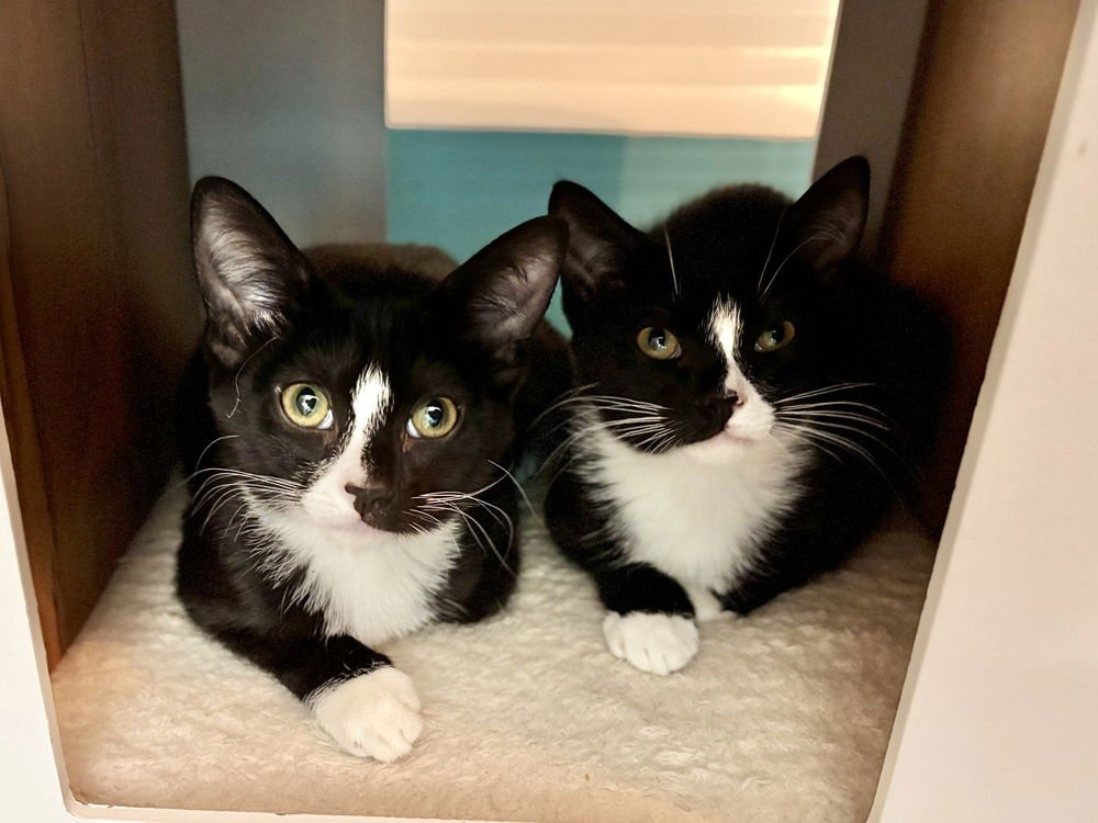 PONYO - Domestic Short Hair available for adoption