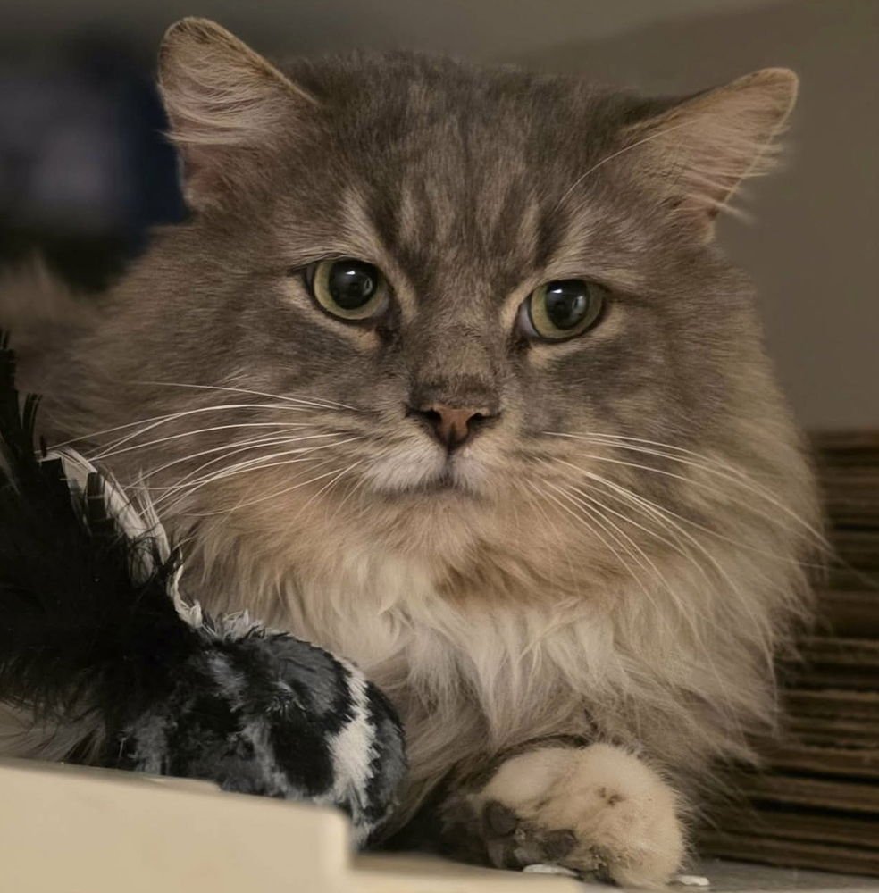 GRIS - Domestic Long Hair available for adoption
