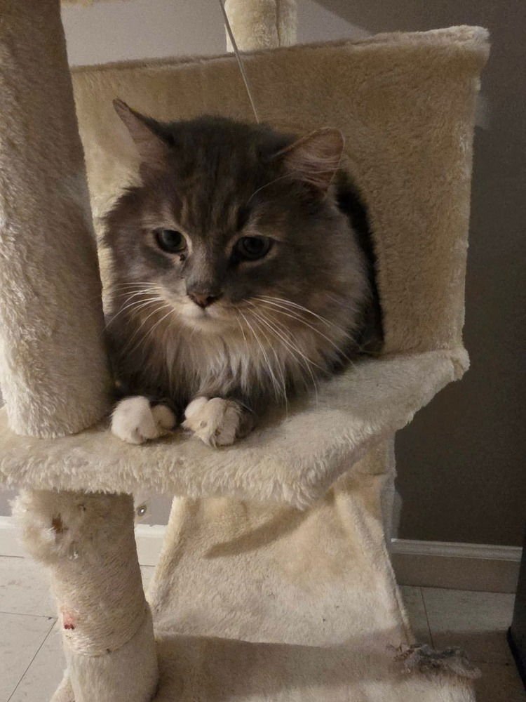 GRIS - Domestic Long Hair available for adoption