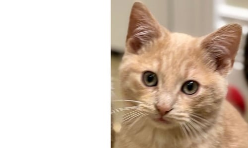 BUTTER - Domestic Short Hair available for adoption