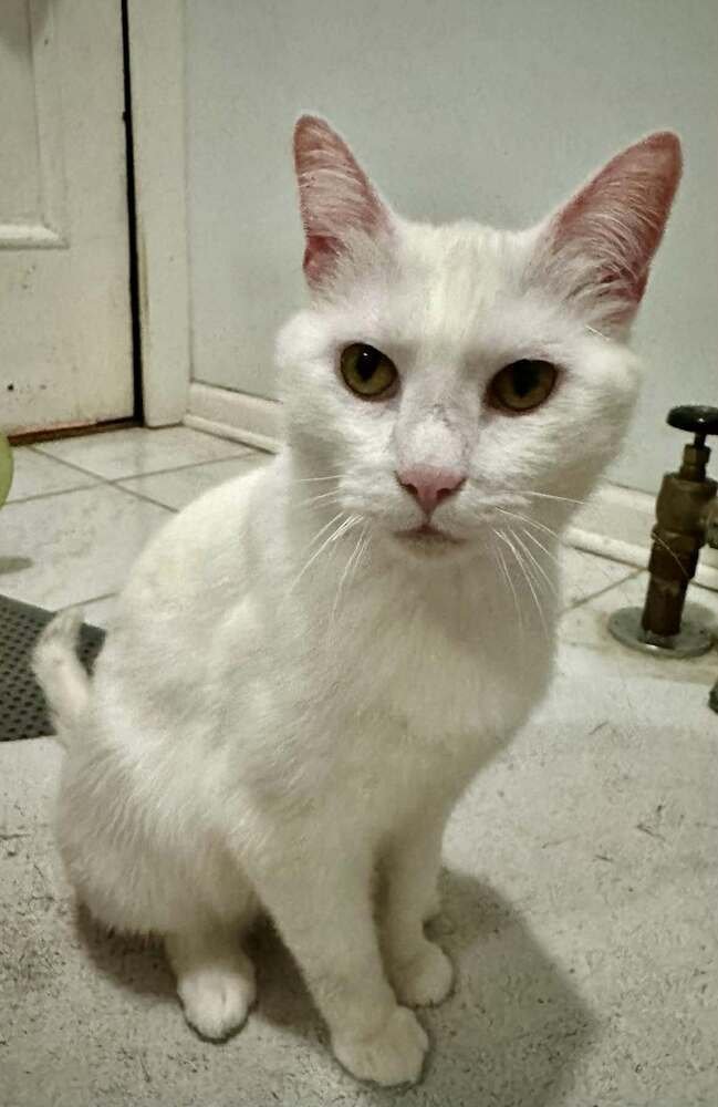ELLIE - Domestic Short Hair available for adoption
