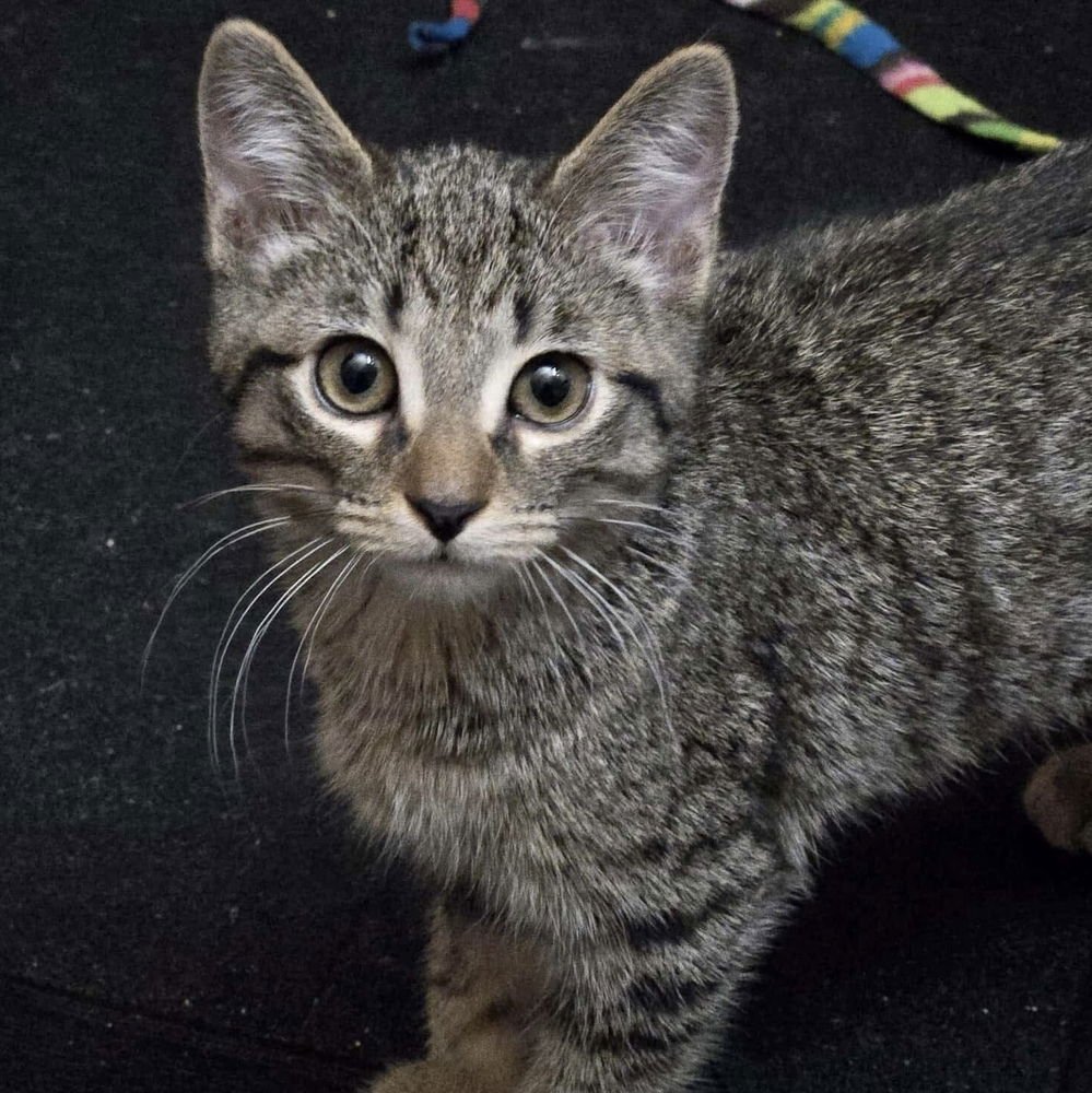 SHRIMP - Domestic Short Hair available for adoption