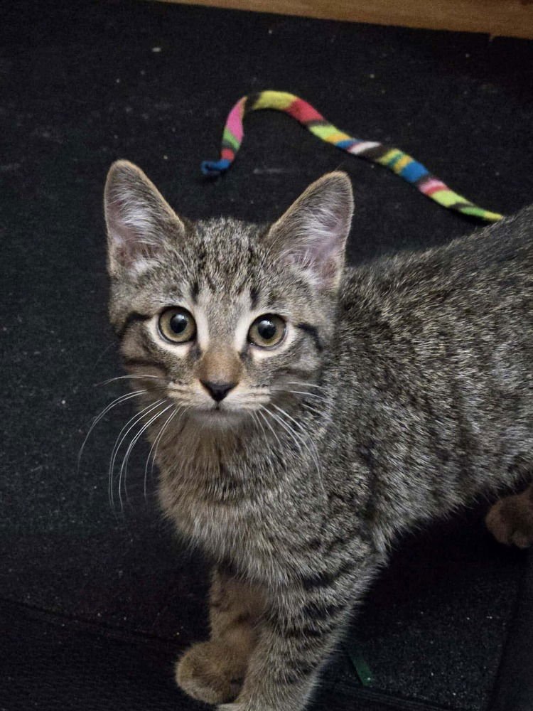 SHRIMP - Domestic Short Hair available for adoption