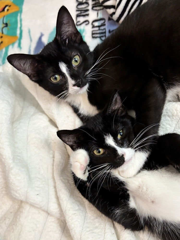 TOTORA - Domestic Short Hair available for adoption