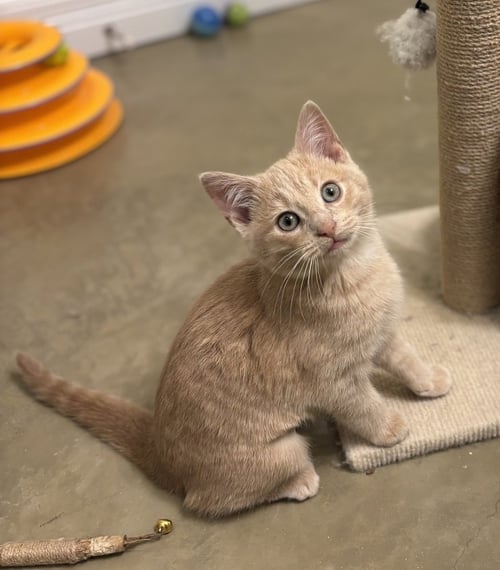 BUTTER - Domestic Short Hair available for adoption