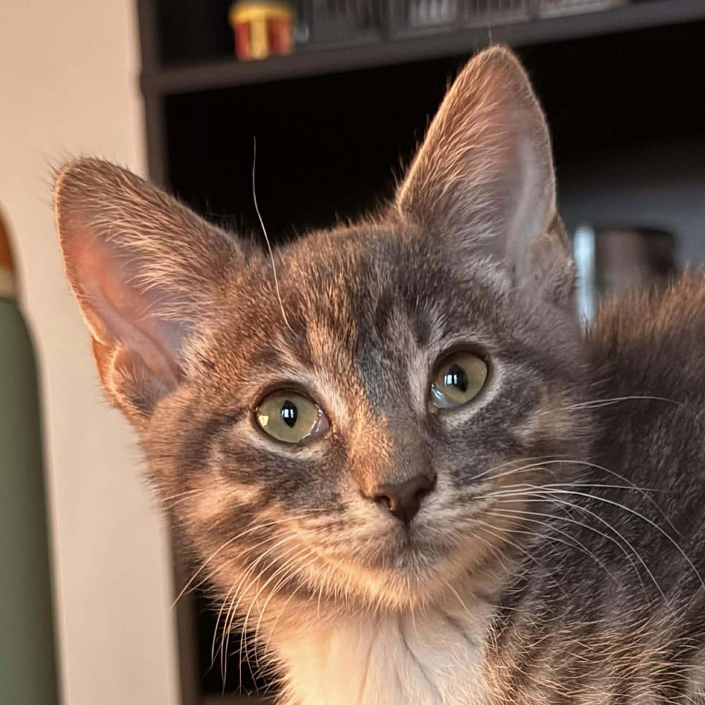 TINSEL - Domestic Short Hair available for adoption