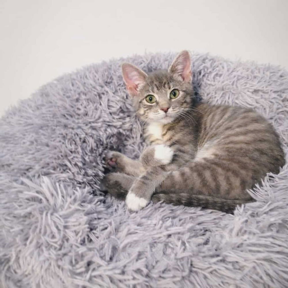 TINSEL - Domestic Short Hair available for adoption