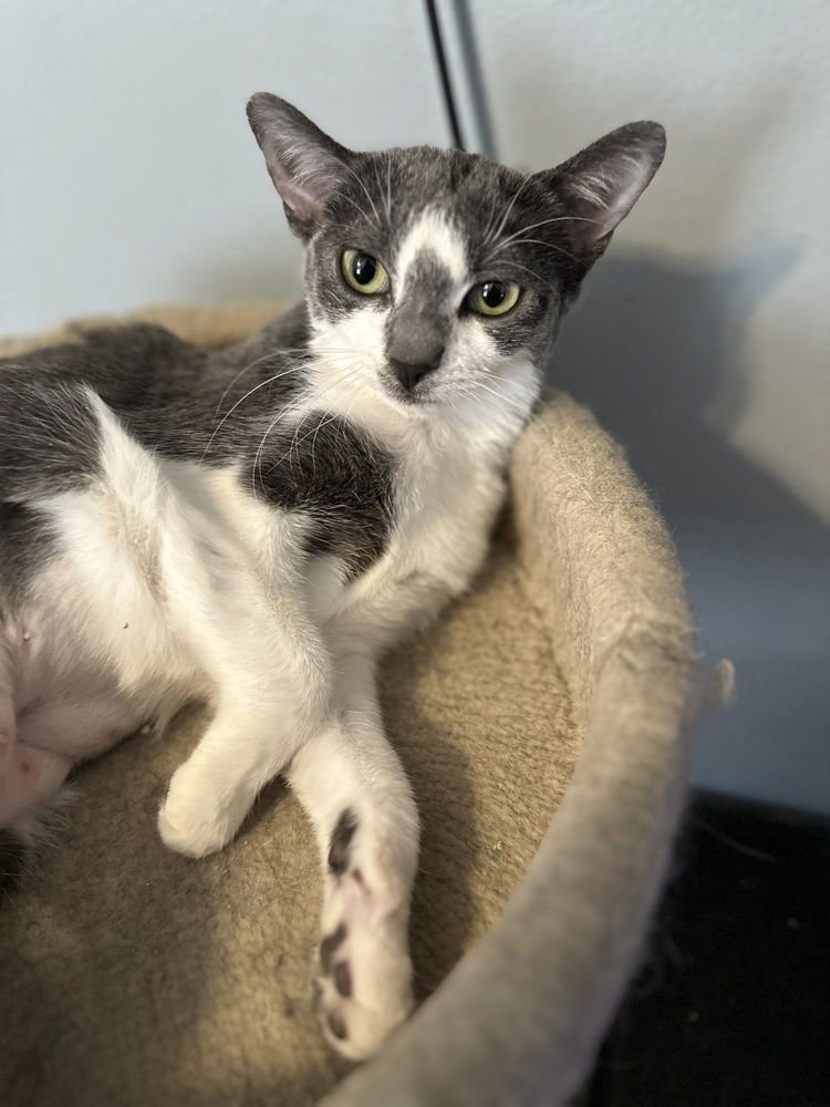 PATTY - Domestic Short Hair available for adoption