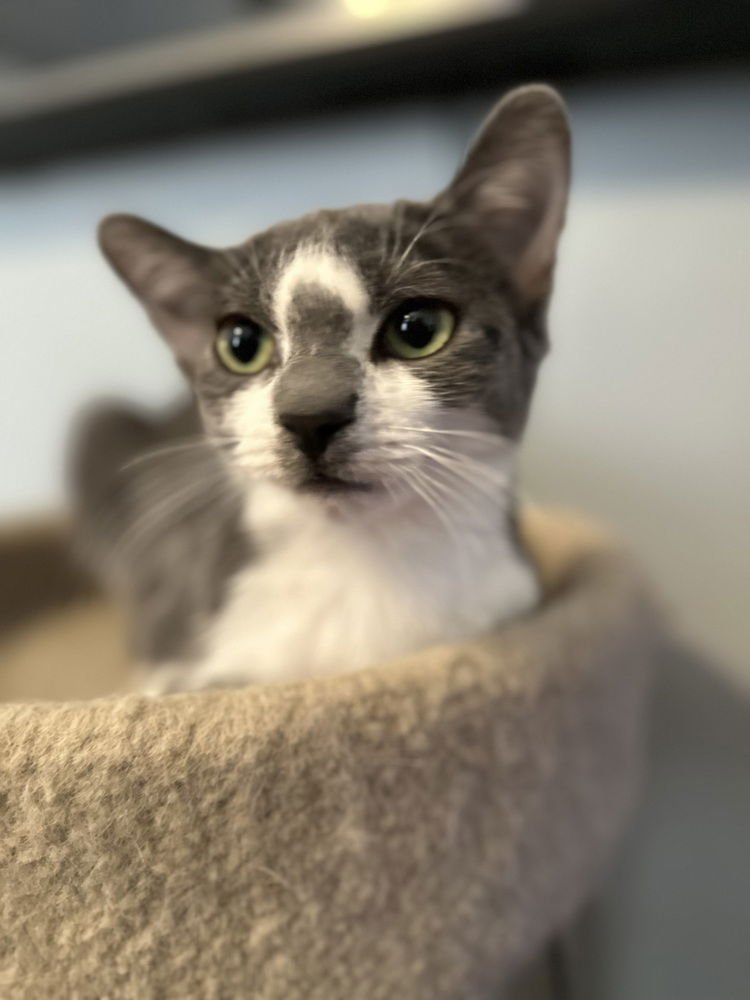 PATTY - Domestic Short Hair available for adoption