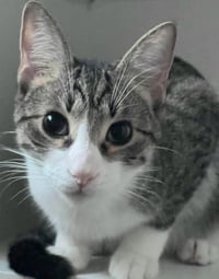 Biscuit - Photo 1