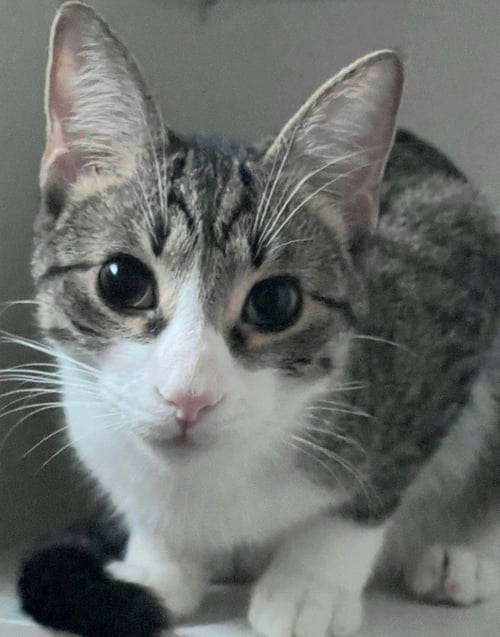 BISCUIT - Domestic Short Hair available for adoption