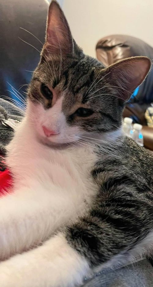 BISCUIT - Domestic Short Hair available for adoption