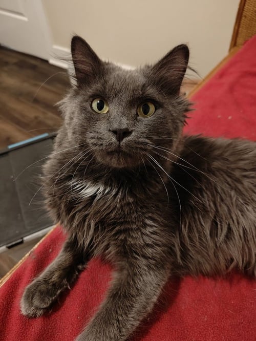 HOT WHEELS - Domestic Long Hair available for adoption