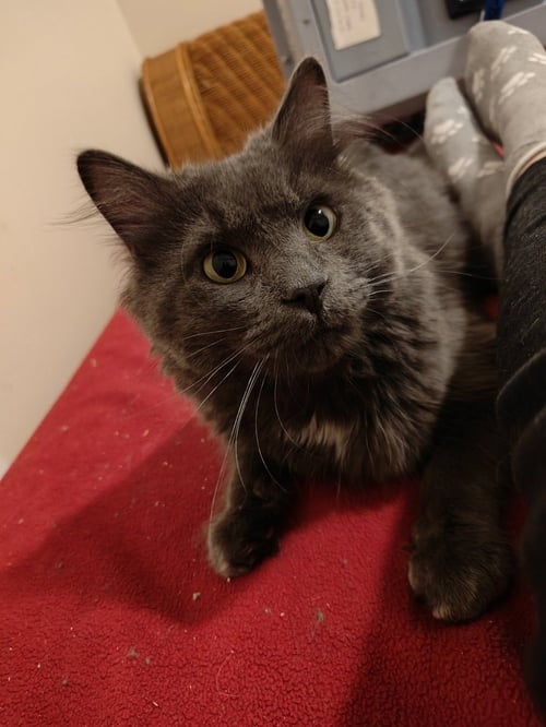 HOT WHEELS - Domestic Long Hair available for adoption
