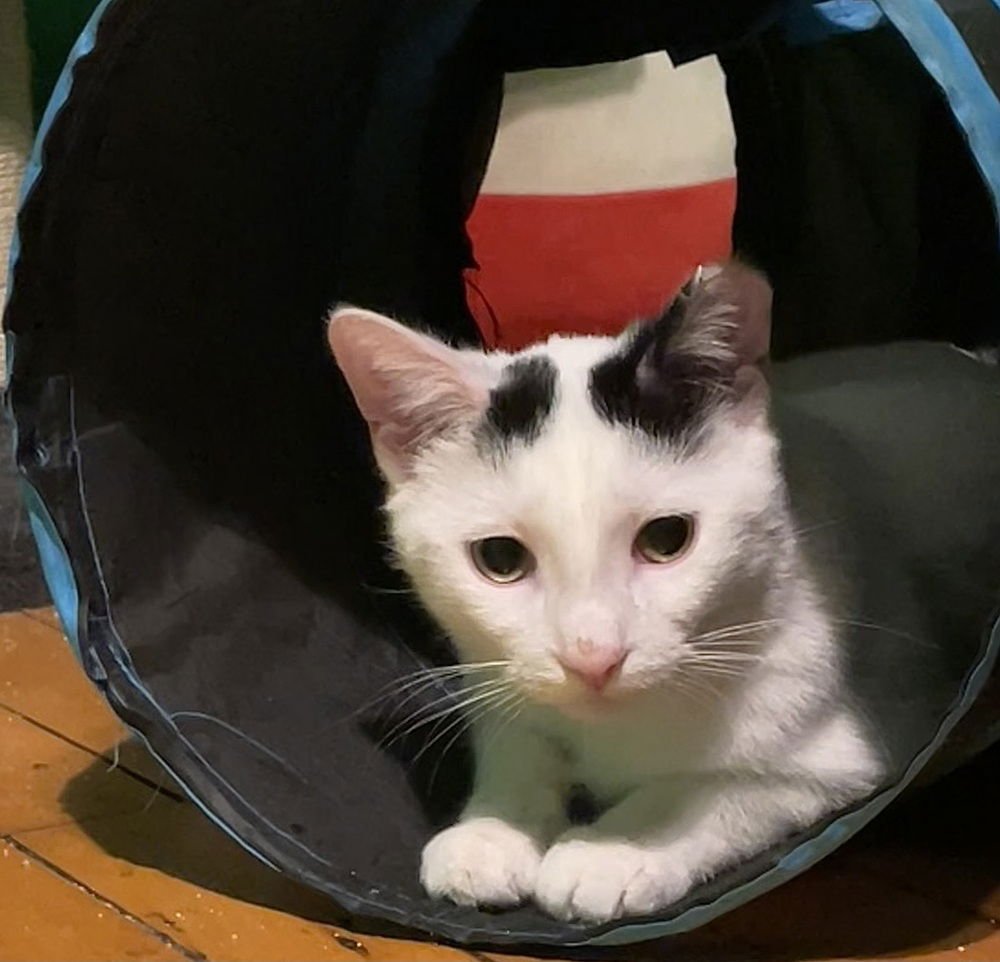 GASPER (AKA GAVIN) - Domestic Short Hair available for adoption