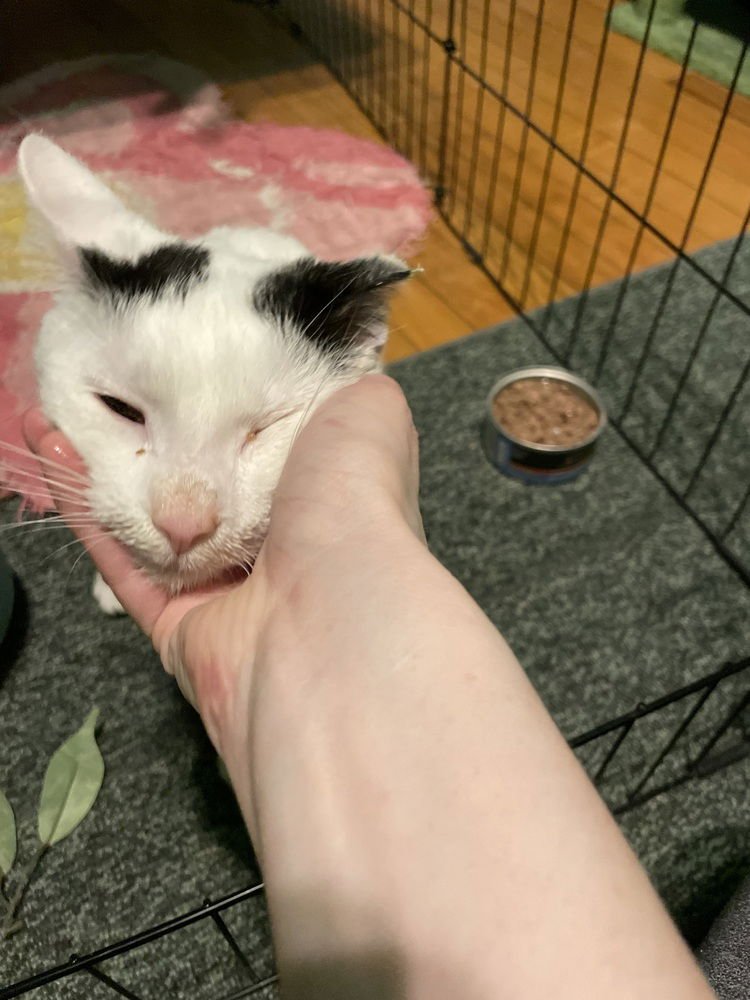 GASPER (AKA GAVIN) - Domestic Short Hair available for adoption