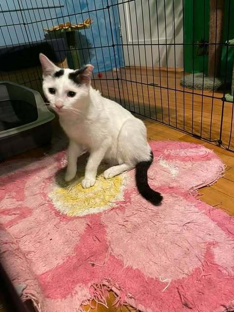 Gasper (Aka Gavin) - Photo 3