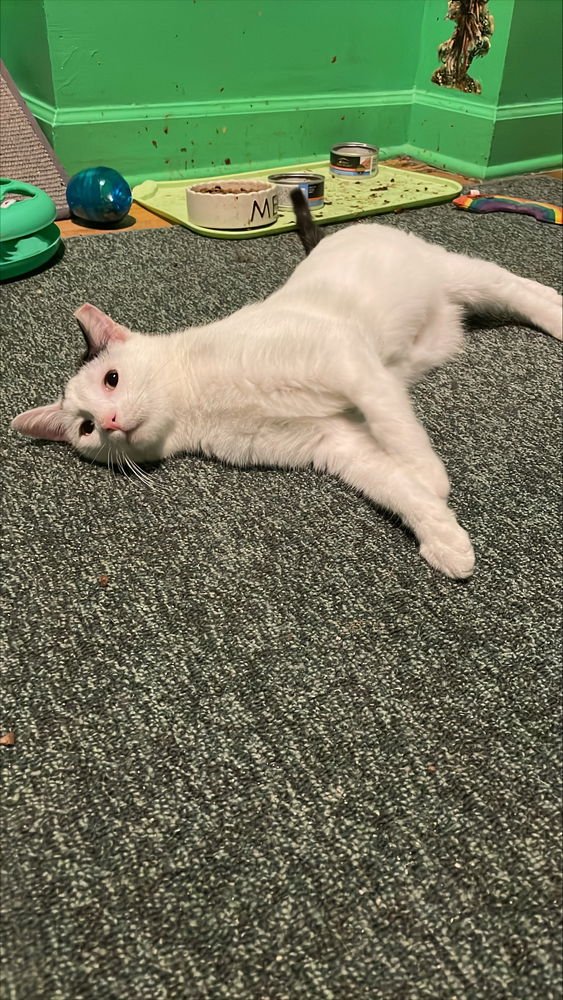 Gasper (Aka Gavin) - Photo 4