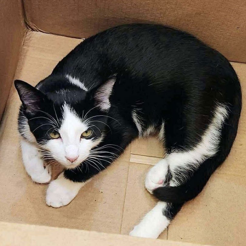 FAME - Domestic Short Hair available for adoption