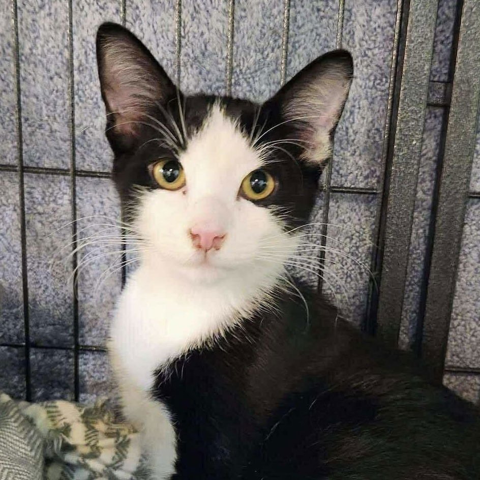 FAME - Domestic Short Hair available for adoption